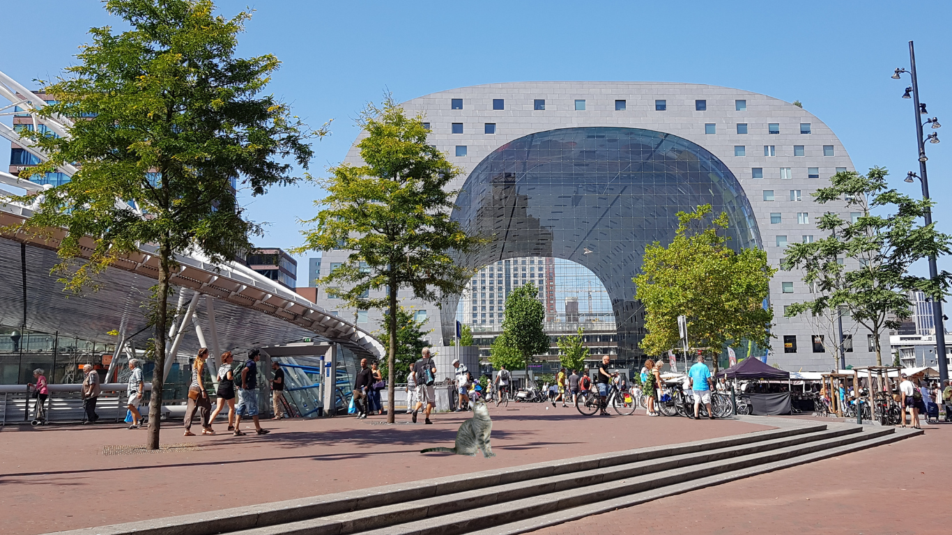 poes vermist - huisdier vermist - vermist dier rotterdam - huisdier kwijt rotterdam - huisdier vinden - rotterdam markthal - huisdier vermist in rotterdam - poes markthal
